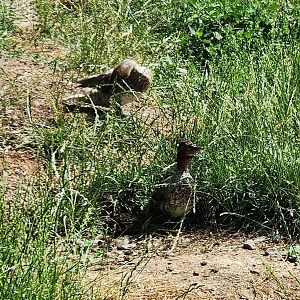 Duck ID - Prague Zoo