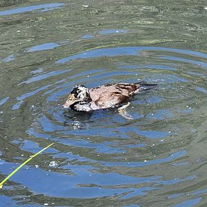 Duck ID - Prague Zoo