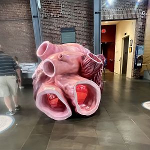 Model of the heart of a Blue Whale