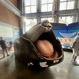 Atlantic Right Whale Model - New Bedford Whaling Museum