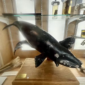 Atlantic Right Whale Model - New Bedford Whaling Museum