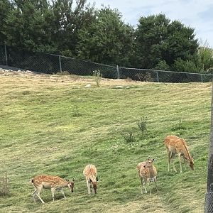 Indochinese Sika and Barasingha x Sika Hybrid