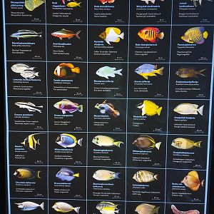 New signage Burgers' Ocean