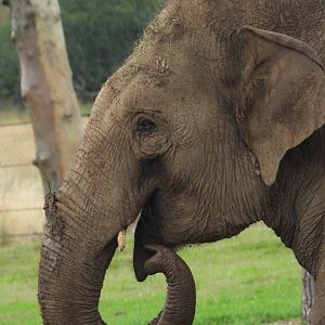 Asian Elephant- 24th July 2023