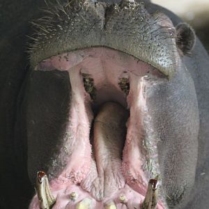 Yawning Common Hippo- 24th July 2023