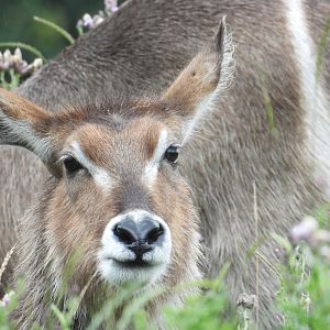 Common Waterbuck- 24th July 2023