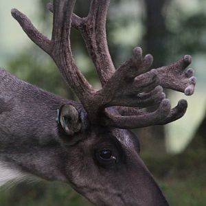 Eurasian Forest Reindeer- 24th July 2023