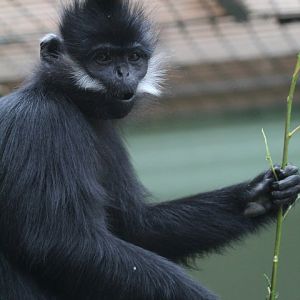 Francois Langur- 24th July 2023