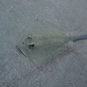 Coral Sea maskray (Neotrygon trigonoides)