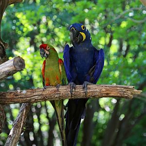 Macaws in MOLA