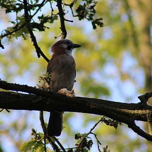 Eurasian jay