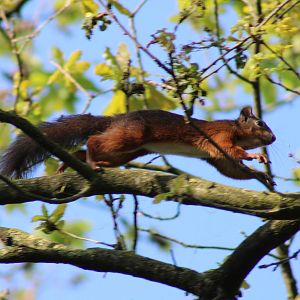 European red squirrel