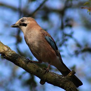 Eurasian jay
