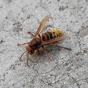 European hornet - Vespa crabro