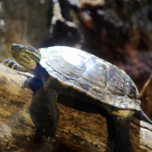 Vietnamese Pond Turtle