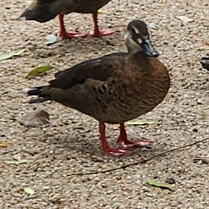 Duck ID - Prague Zoo  (female Brazilian or Ringed Teal?)