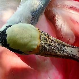 Sylvan Heights Bird Park - YouTube