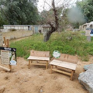 Meerkat and African crested porcupine exhibit 150723