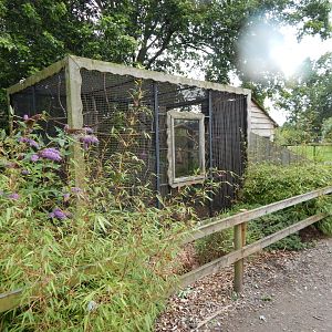 Cotton-top tamarin exhibit 150723