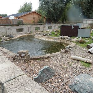 American beaver exhibit 150723