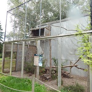 Eurasian great grey owl aviary 150723