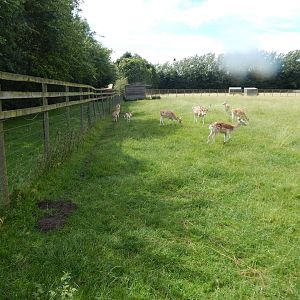 Common fallow deer enclosure 150723
