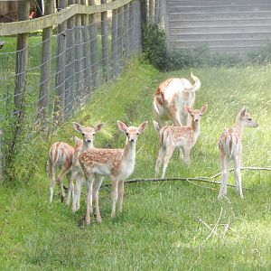 Common fallow deer 150723