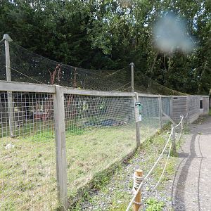 Azara's agouti enclosure 150723