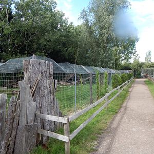 European golden jackal enclosure 150723