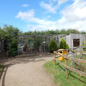 Pardine genet enclosure 150723