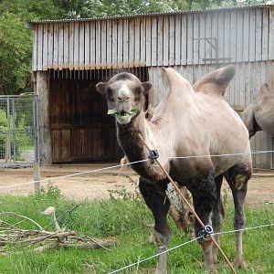Bactrian camel 150723