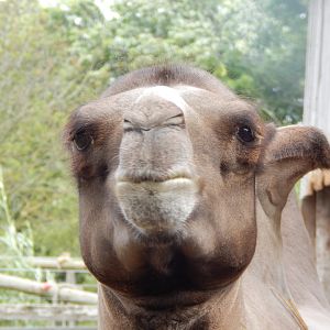 Bactrian camel 150723