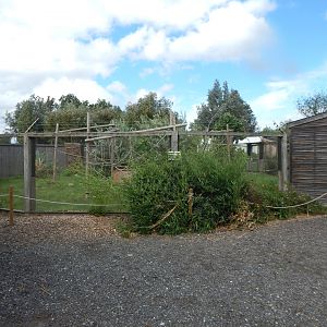Common squirrel monkey enclosure 150723