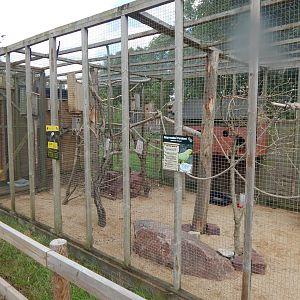 Mixed parrot aviary 150723