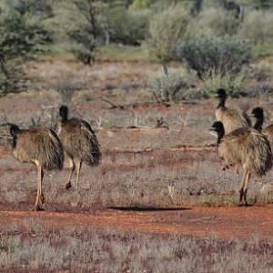 Emus.