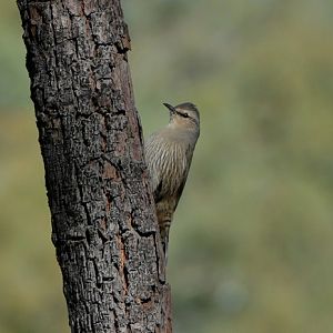 Brown tree-creeper