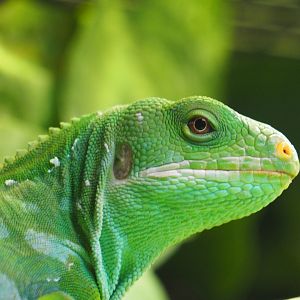 Fiji Banded Iguana
