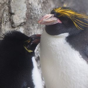 Macaroni Penguins