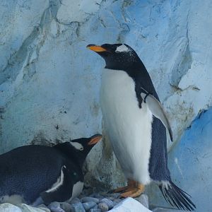 Gentoo Penguins