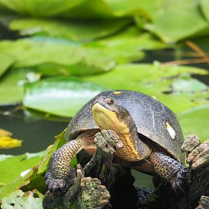 Wild Blanding's Turtle