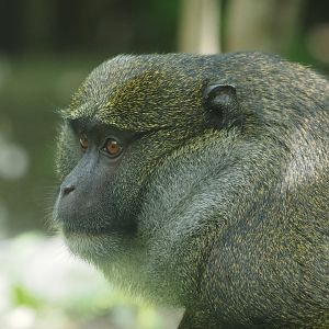 Allen's Swamp Monkey