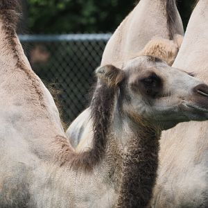 Bactrian Camel