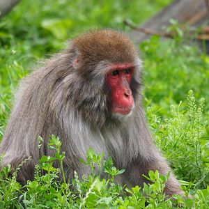 Japanese Macaque