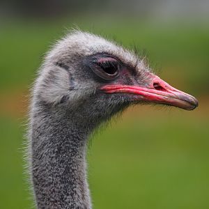 Common Ostrich