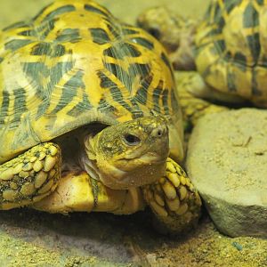Indian Star Tortoise