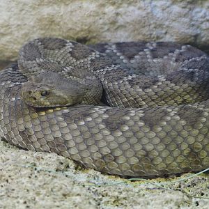 St Catalina Island Rattlesnake