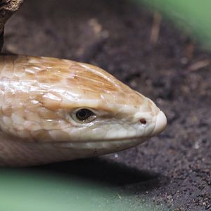 European Glass Lizard