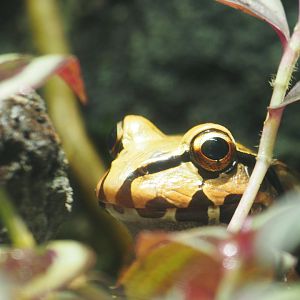 Smoky Jungle Frog