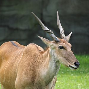 Common Eland