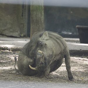 Common Warthog